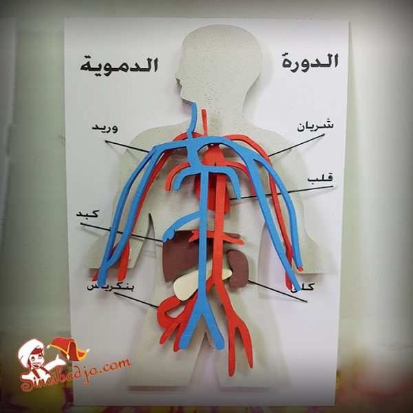 الدورة الدموية